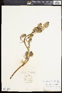 Image of Asphodelus ramosus