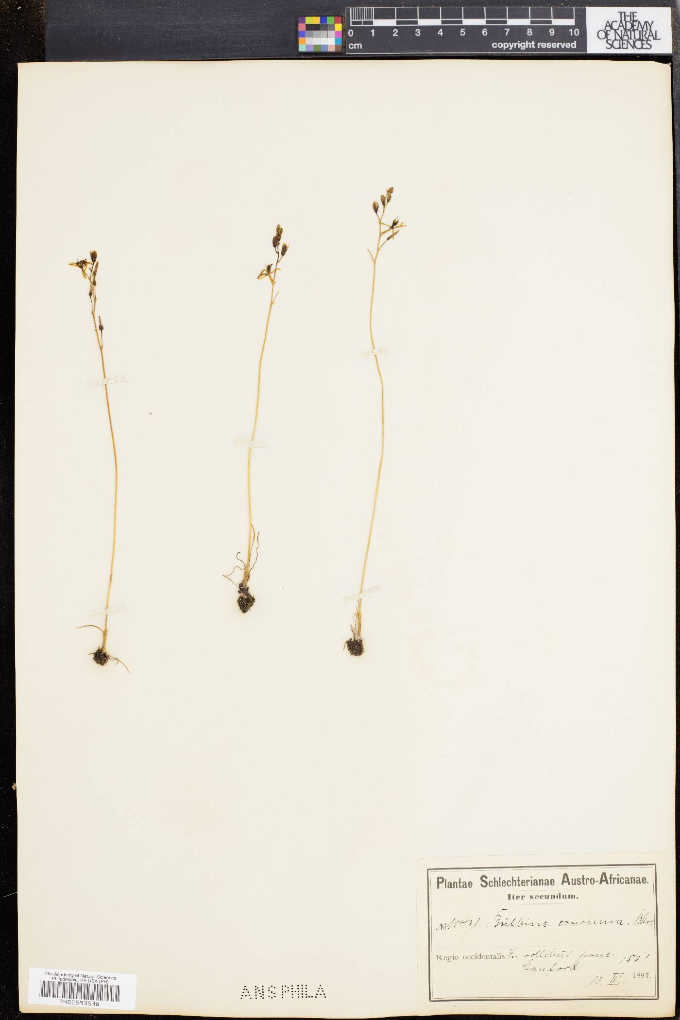 Bulbine minima image