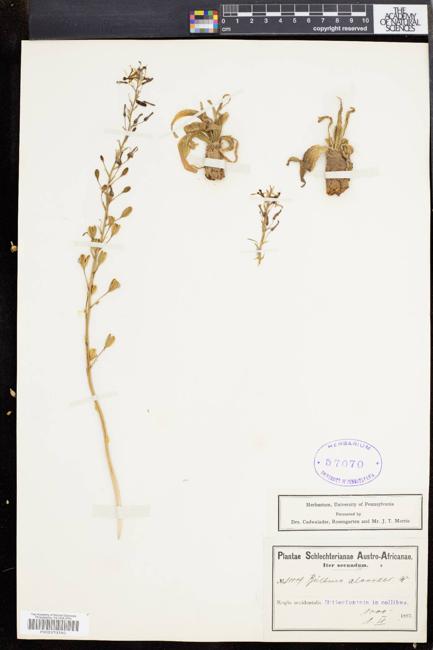 Bulbine alooides image