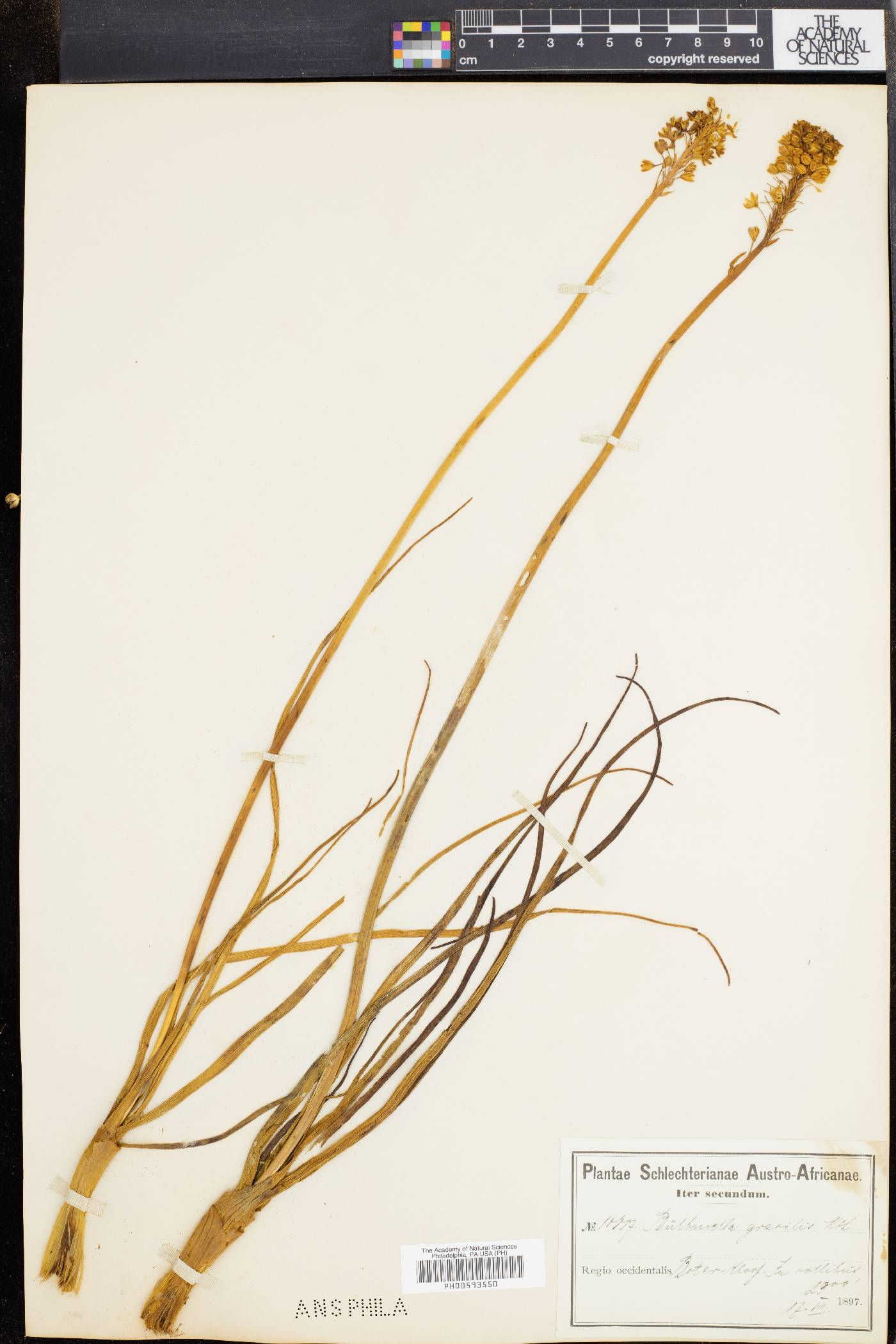 Bulbinella gracilis image
