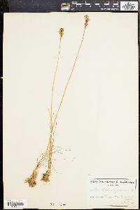 Image of Bulbinella triquetra