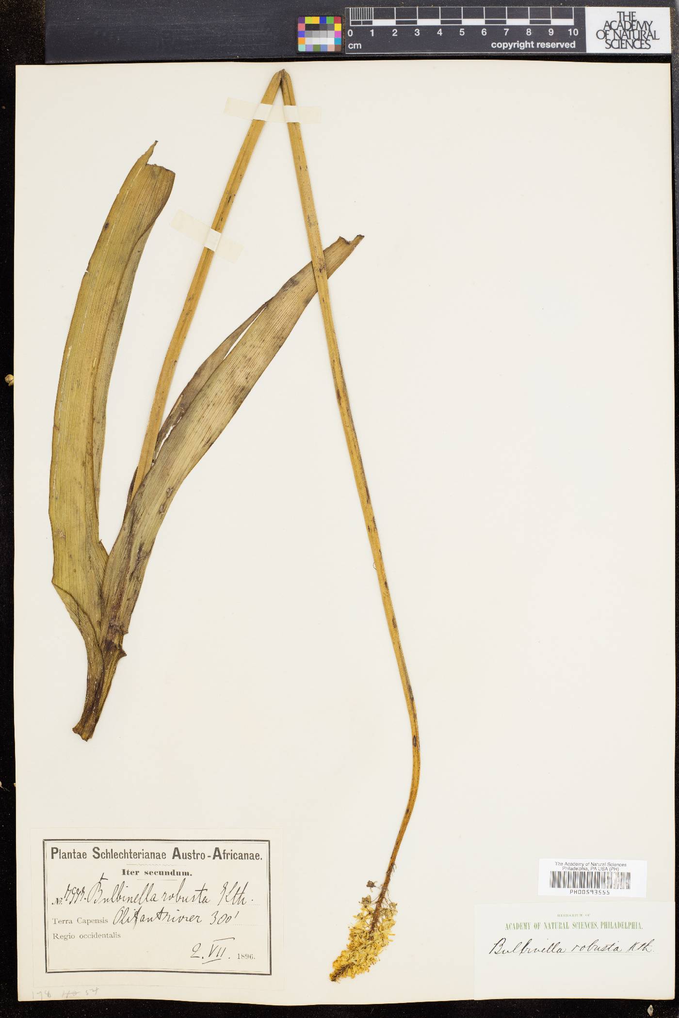 Bulbinella nutans subsp. nutans image