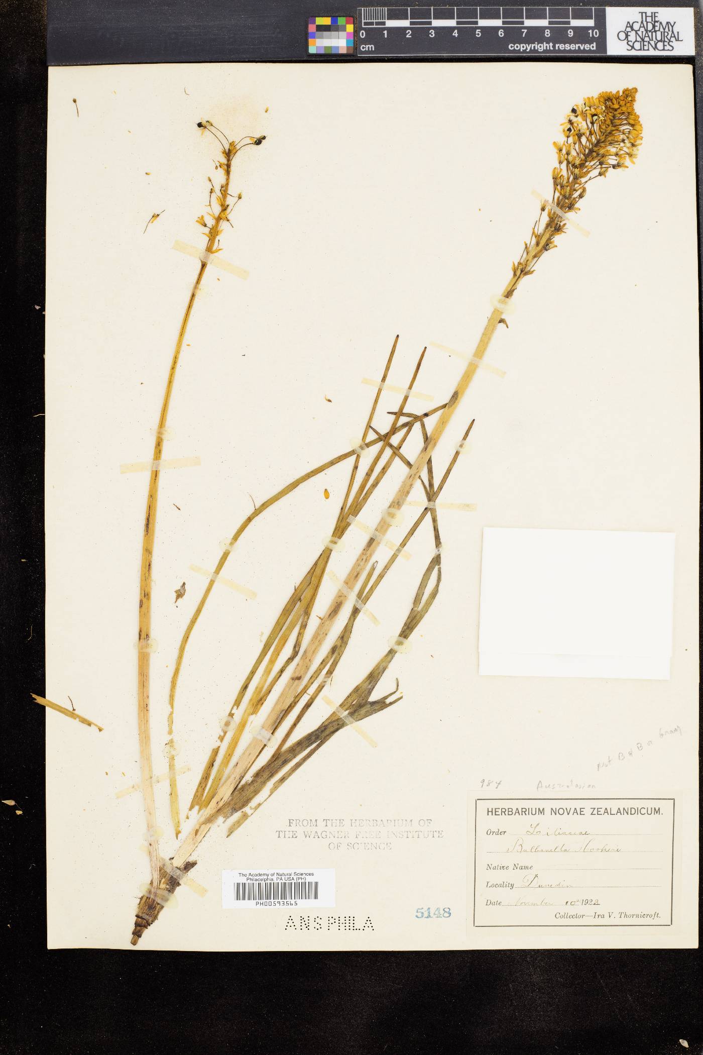 Bulbinella hookeri image