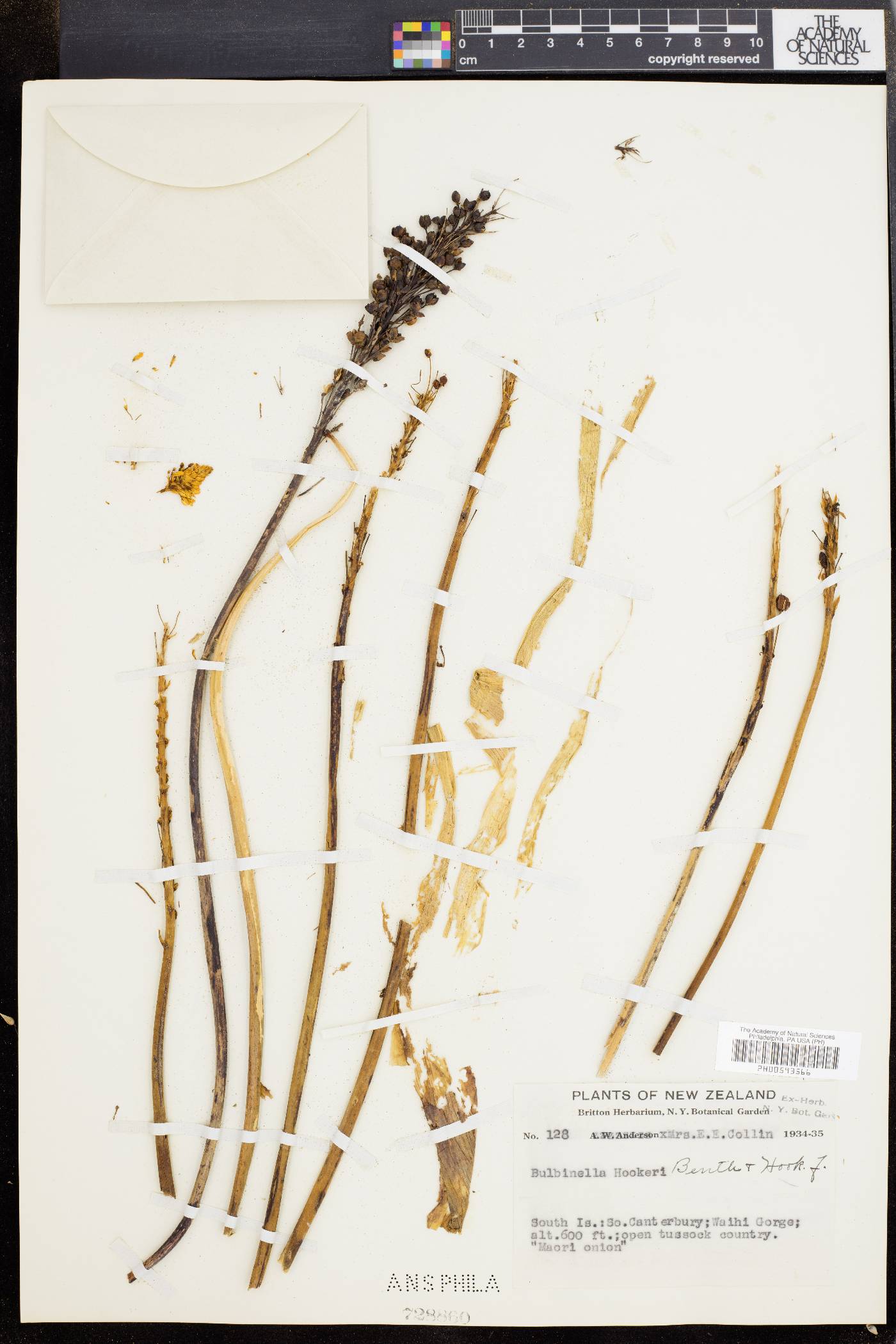 Bulbinella hookeri image