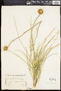Image of Dasypogon bromeliifolius