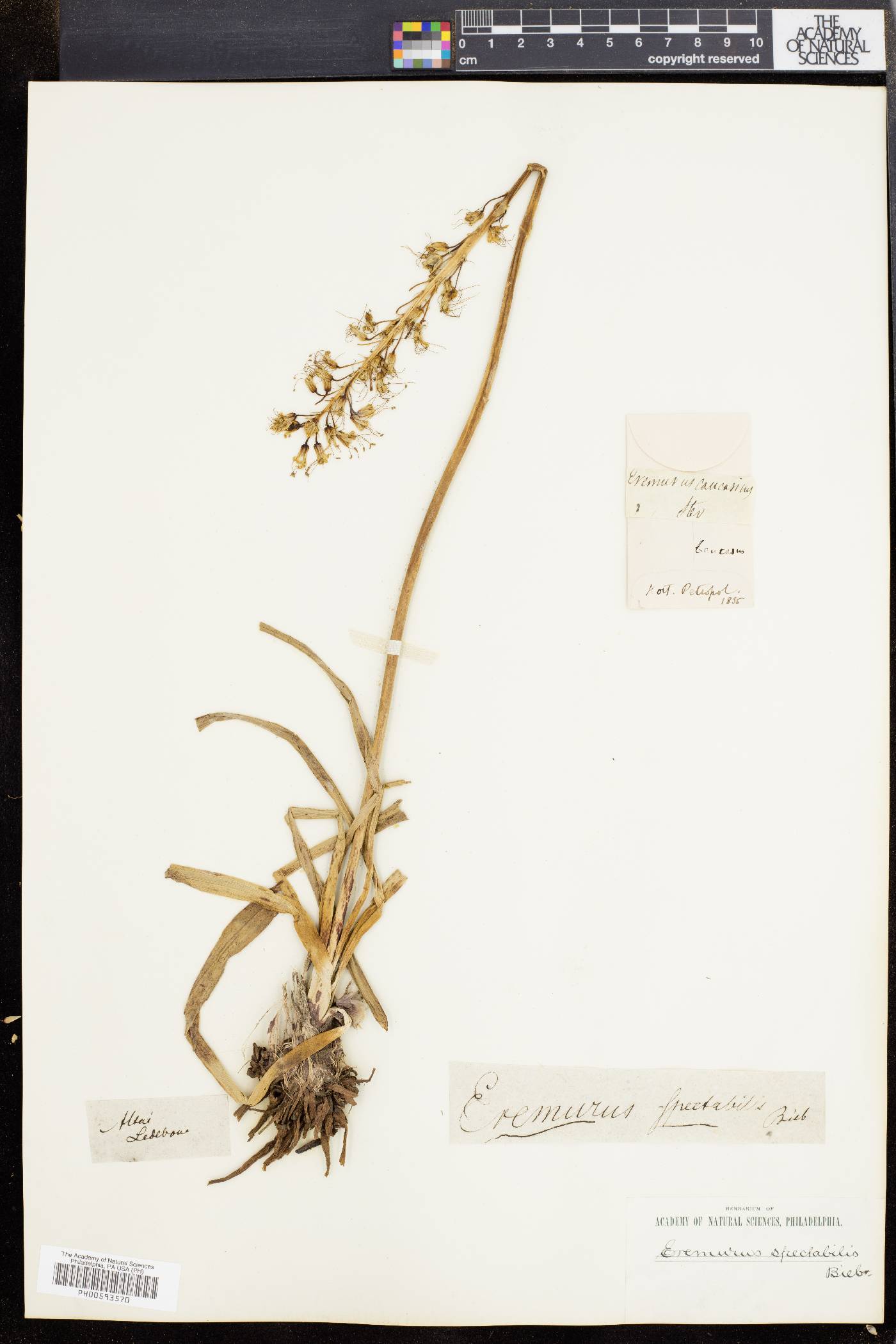 Eremurus spectabilis image
