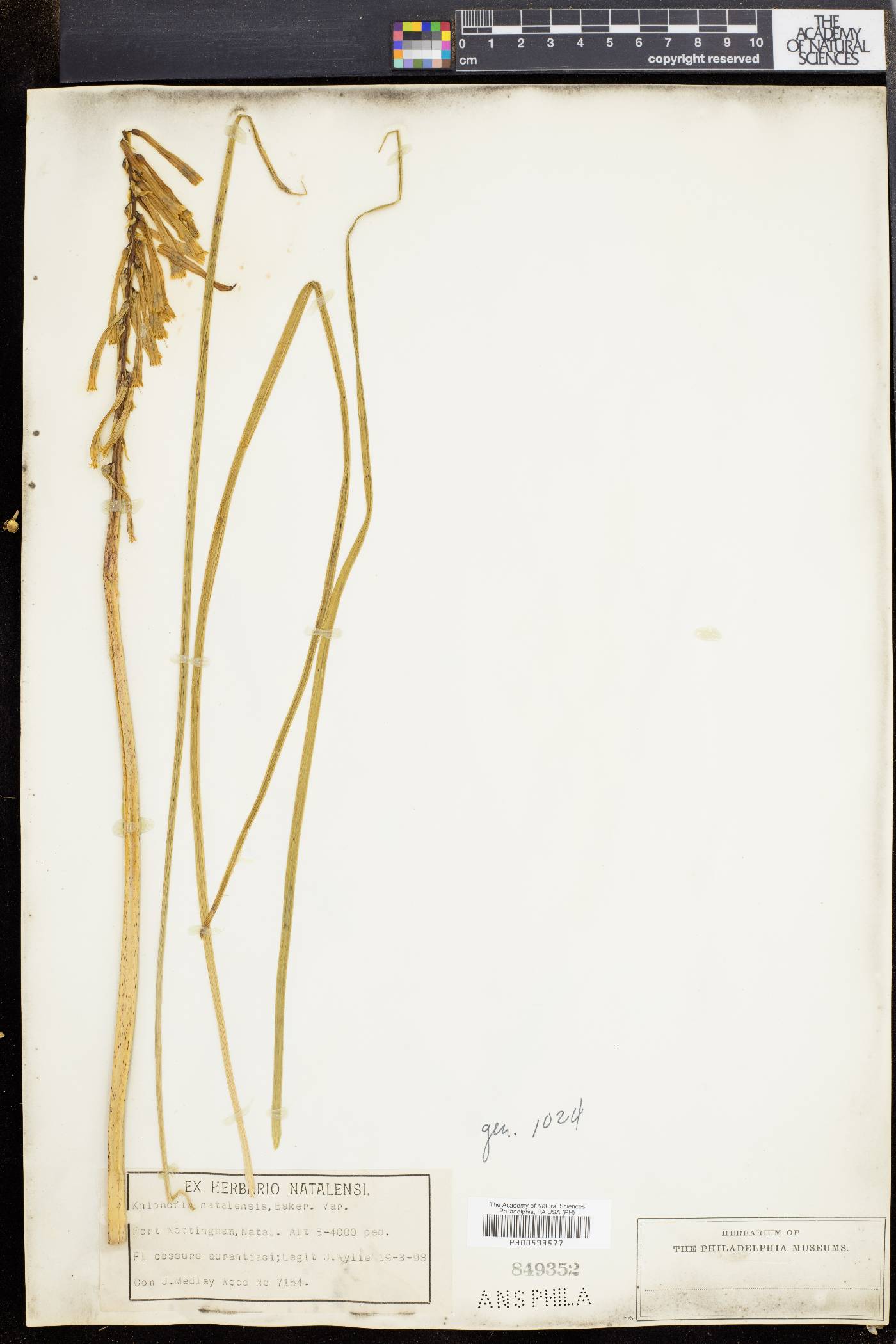Kniphofia laxiflora image
