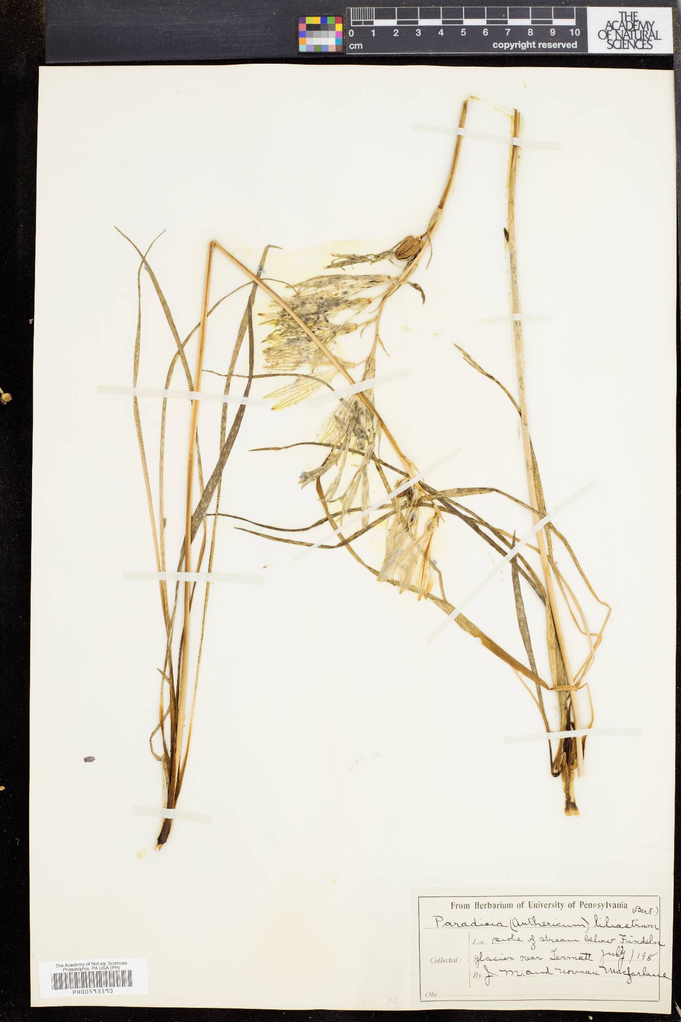 Paradisea liliastrum image