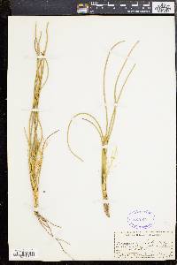 Media resource of Chamaexeros fimbriata