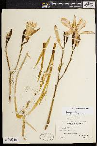 Hemerocallis fulva image