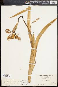 Iris versicolor image