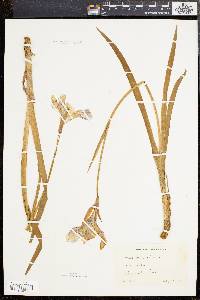 Iris versicolor image