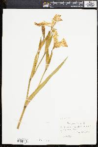 Iris pseudacorus image