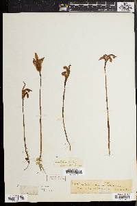 Arethusa bulbosa image