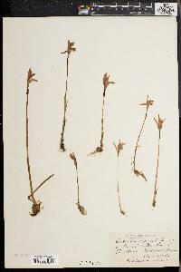 Arethusa bulbosa image