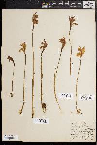 Arethusa bulbosa image