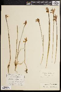 Arethusa bulbosa image