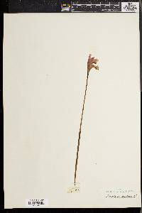 Arethusa bulbosa image