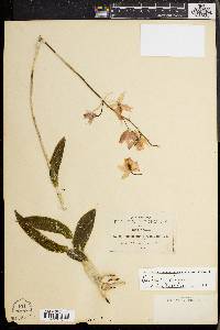 Image of Barkeria uniflora