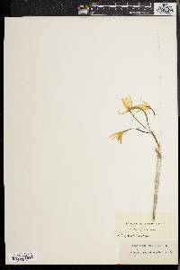 Media resource of Brassavola acaulis