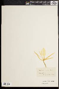 Brassavola acaulis image