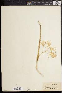 Brassavola subulifolia image
