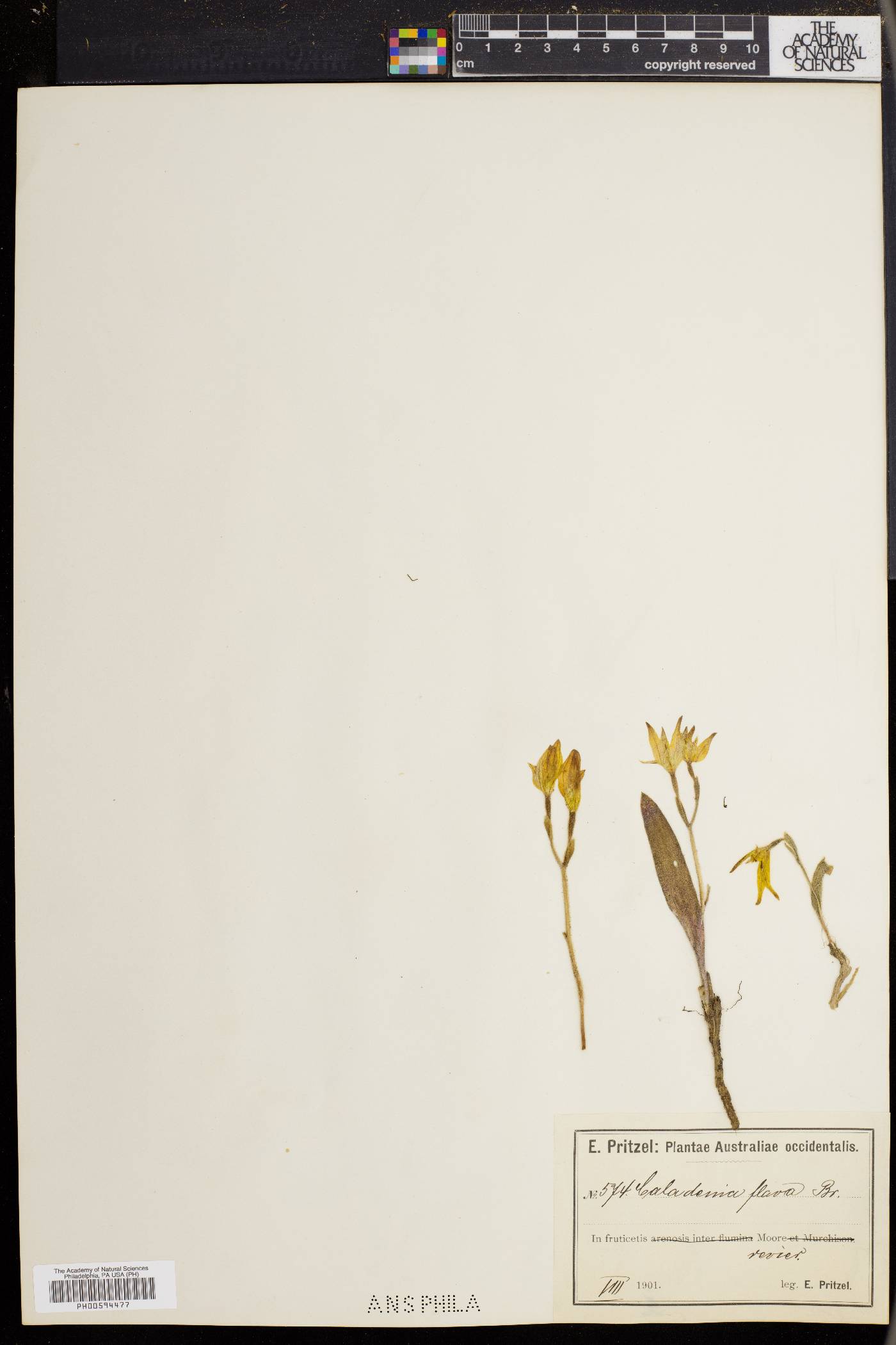 Caladenia flava image