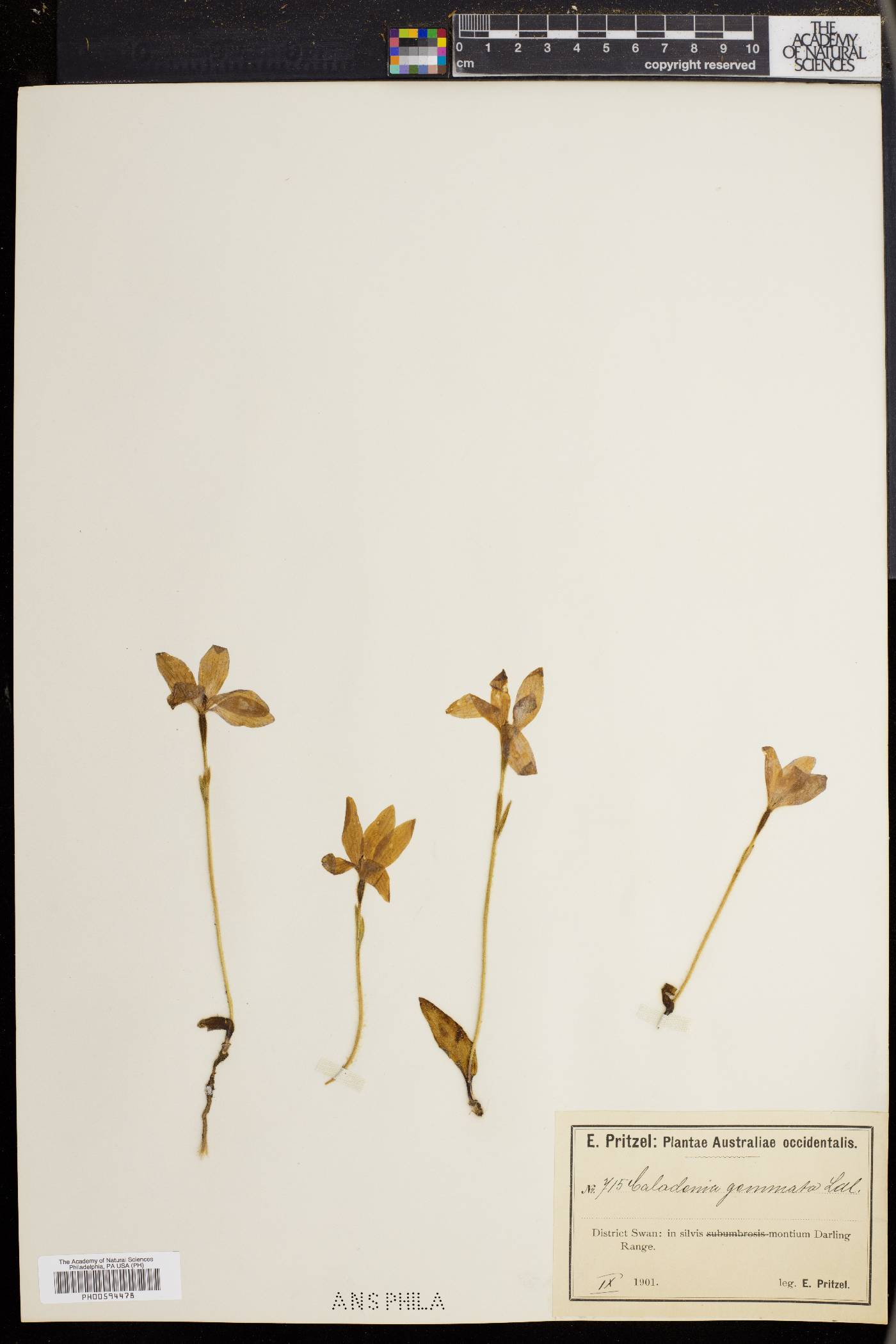 Caladenia gemmata image