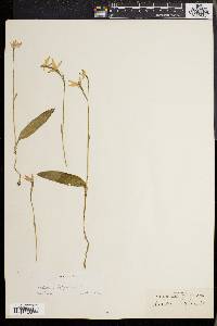 Image of Caladenia latifolia