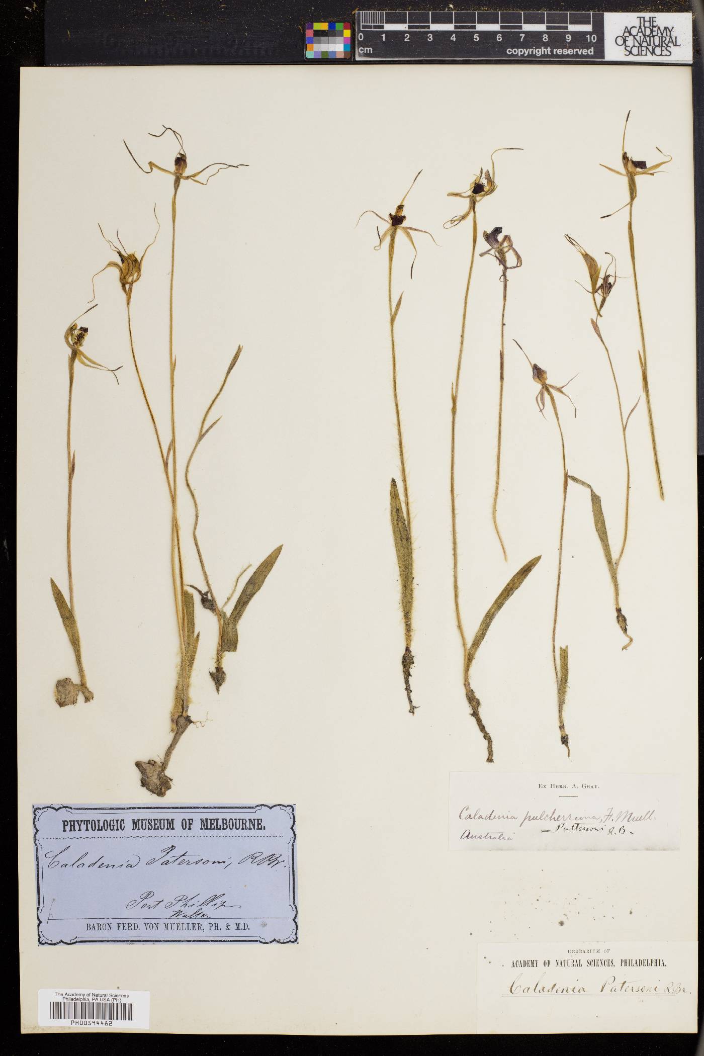 Caladenia patersonii image