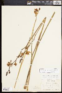 Calopogon tuberosus var. simpsonii image