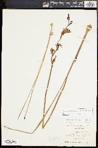 Calopogon tuberosus var. simpsonii image