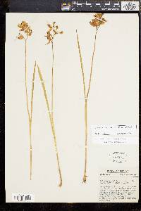 Calopogon tuberosus var. tuberosus image