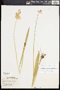 Calopogon tuberosus var. tuberosus image