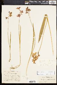 Calopogon tuberosus var. tuberosus image