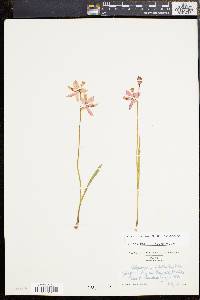 Calopogon tuberosus var. tuberosus image