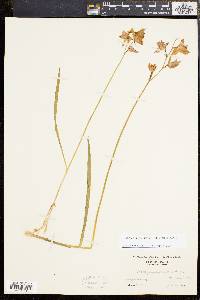 Calopogon tuberosus var. tuberosus image