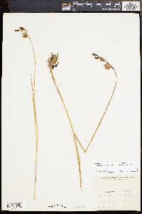 Calopogon tuberosus var. tuberosus image