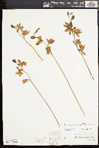 Calopogon tuberosus var. tuberosus image