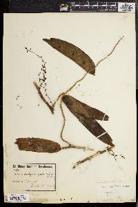 Image of Diaphananthe bidens