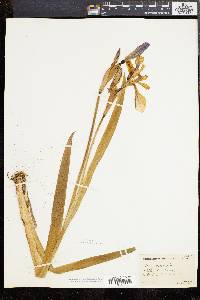 Iris versicolor image