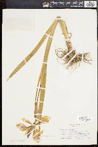 Iris versicolor image