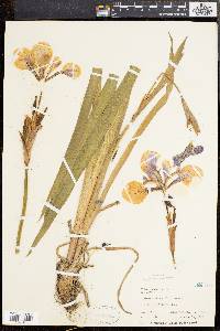 Iris versicolor image