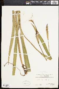 Iris versicolor image