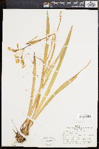 Iris versicolor image