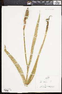 Iris versicolor image