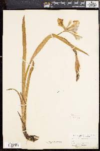 Iris versicolor image