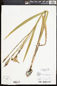 Iris versicolor image