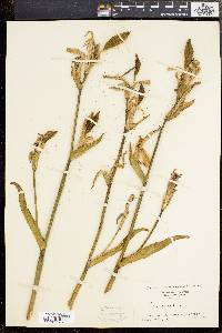 Iris versicolor image