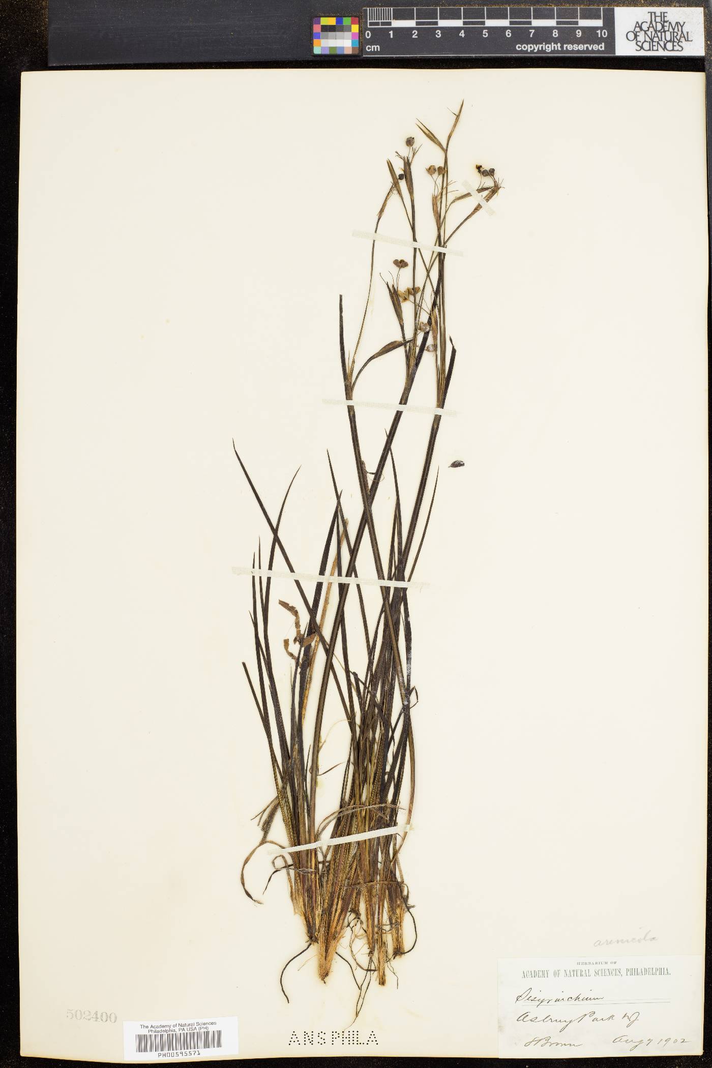 Sisyrinchium arenicola image